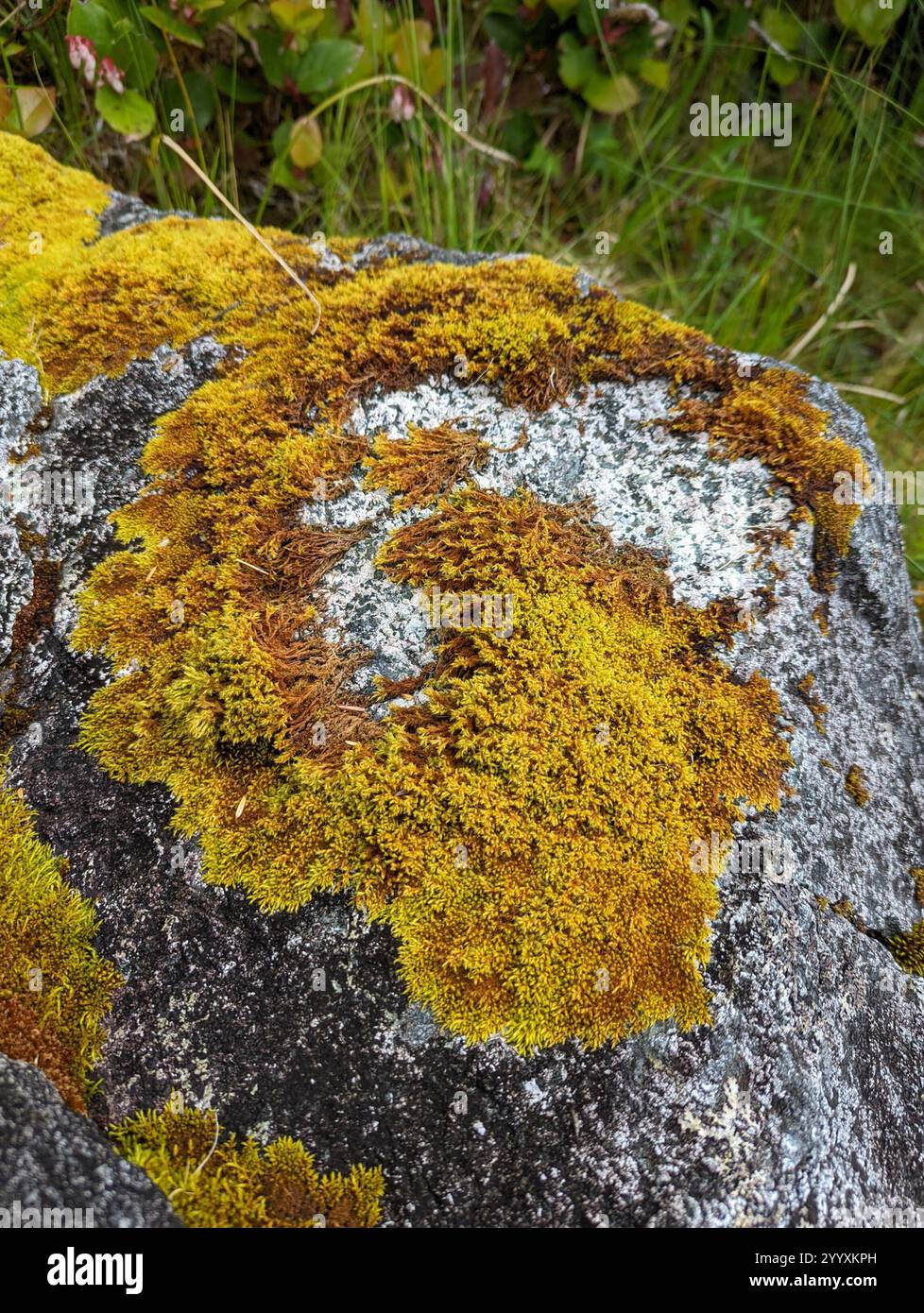 Clustered Rock Moss (Racomitrium fasciculare Stock Photo - Alamy