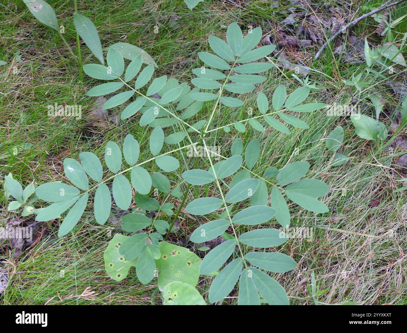 Maryland senna (Senna marilandica Stock Photo - Alamy