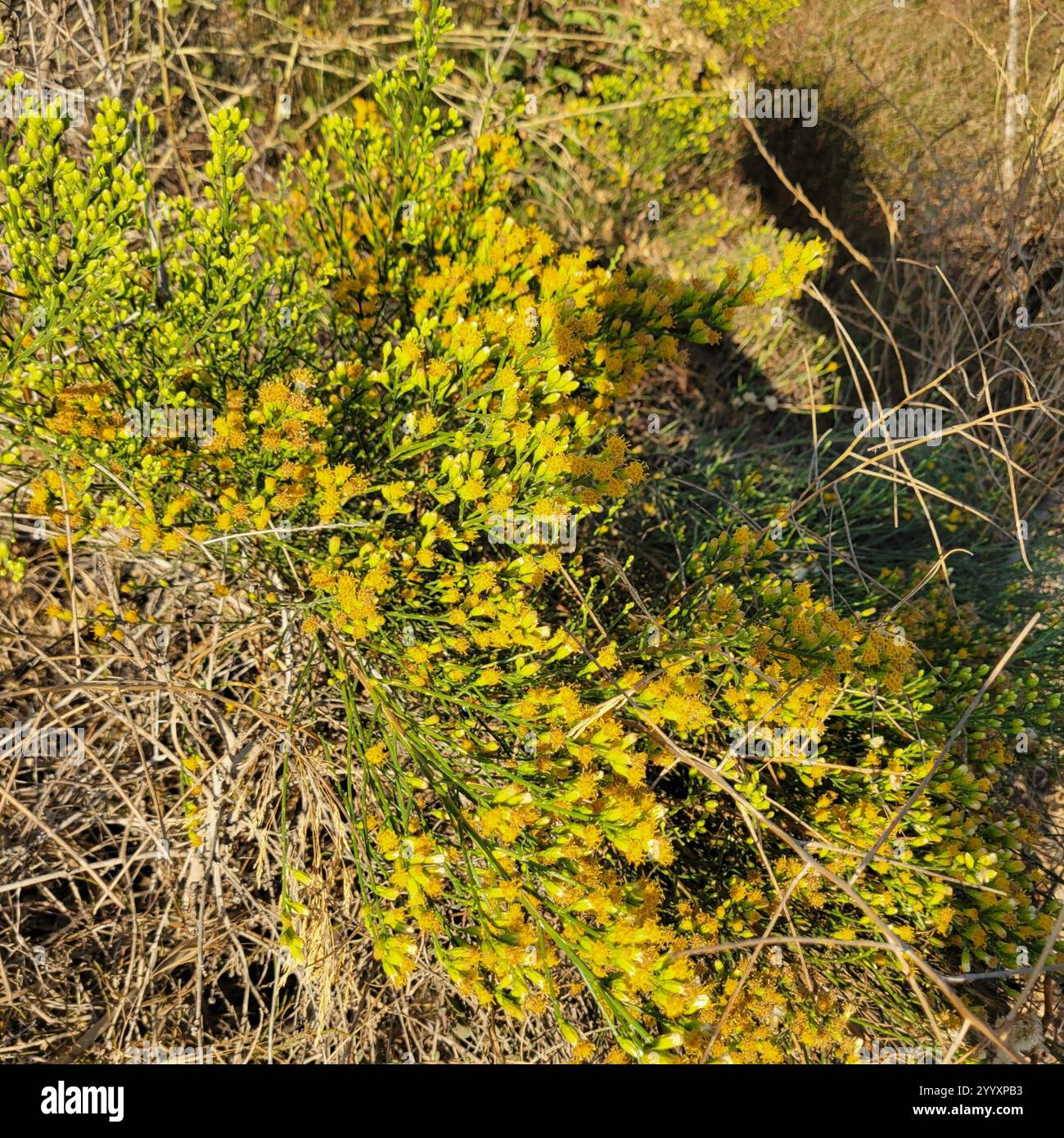 California broomsage hi-res stock photography and images - Alamy
