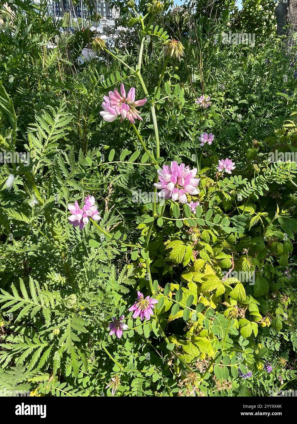 purple crownvetch (Securigera varia Stock Photo - Alamy