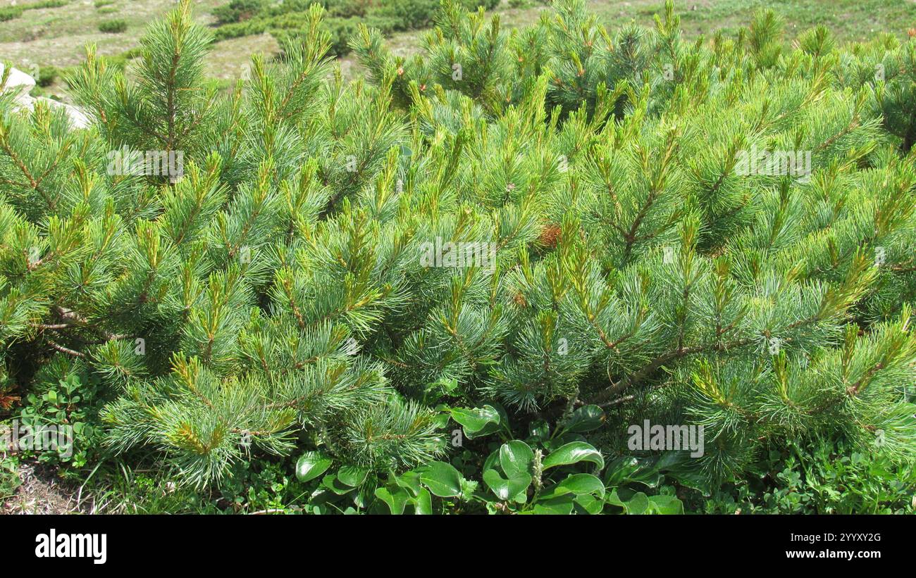 dwarf Siberian pine (Pinus pumila) Stock Photo