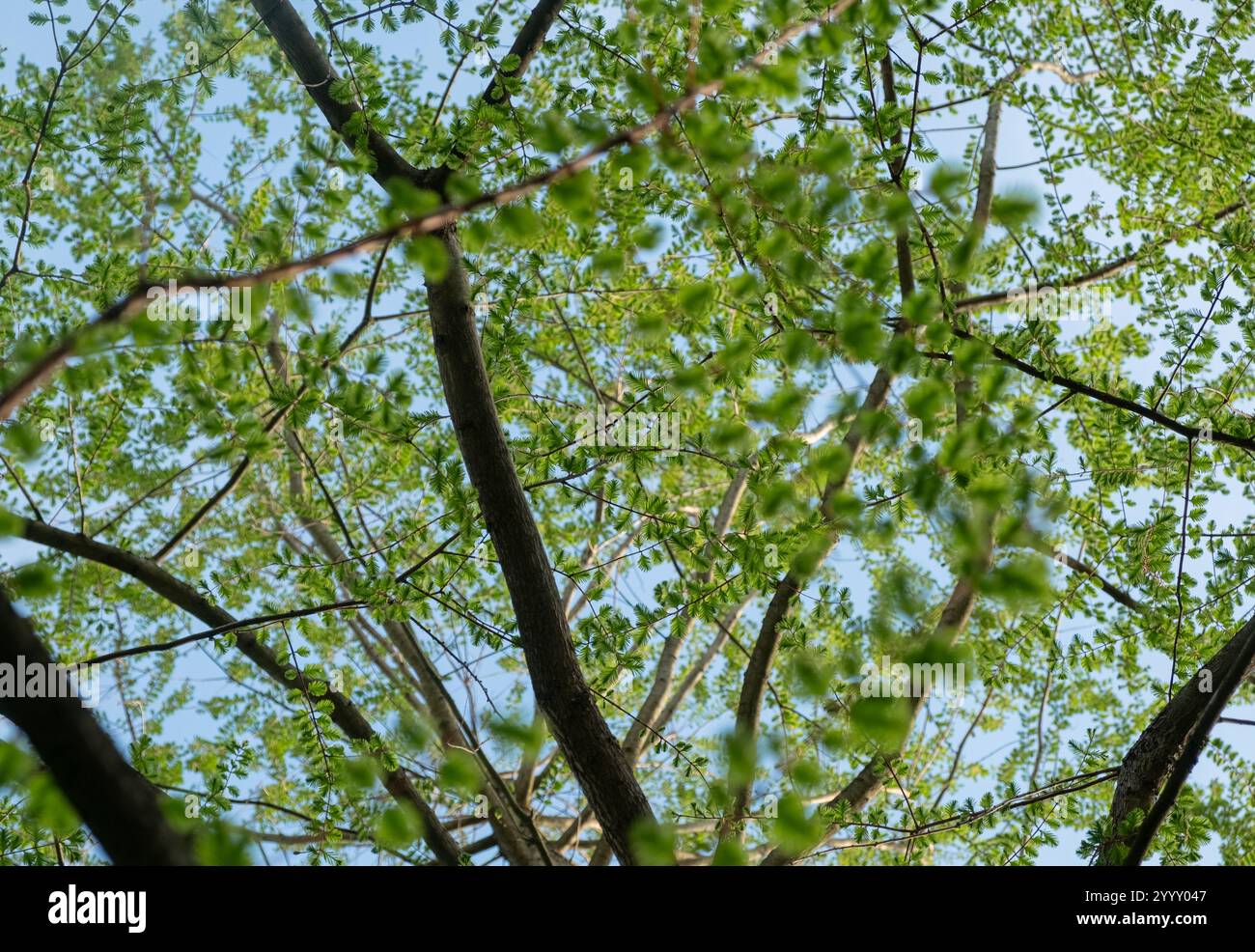 Canopy of tree branches hi-res stock photography and images - Alamy