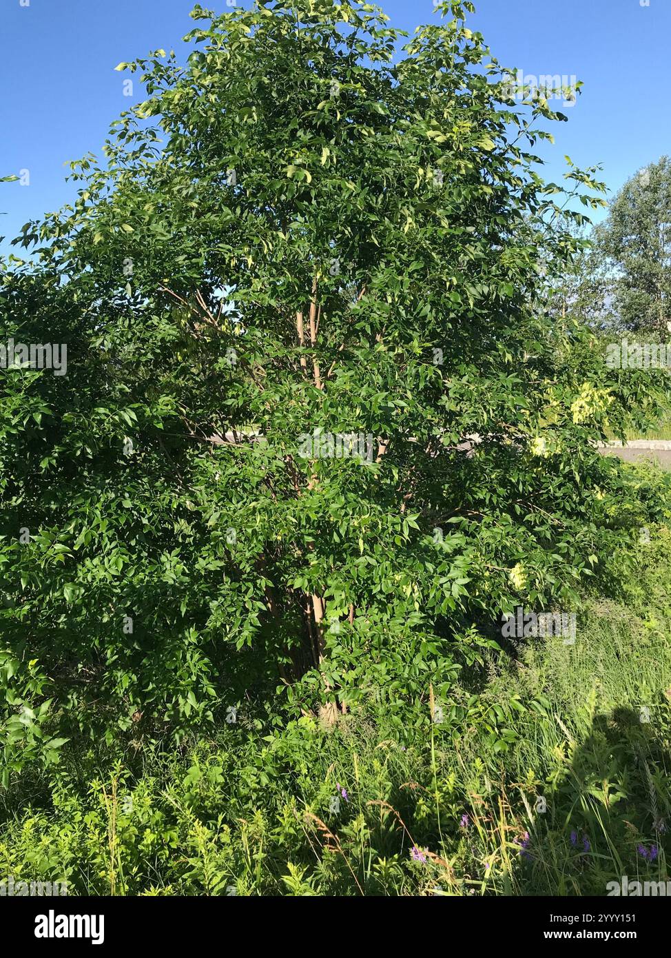 green ash (Fraxinus pennsylvanica Stock Photo - Alamy
