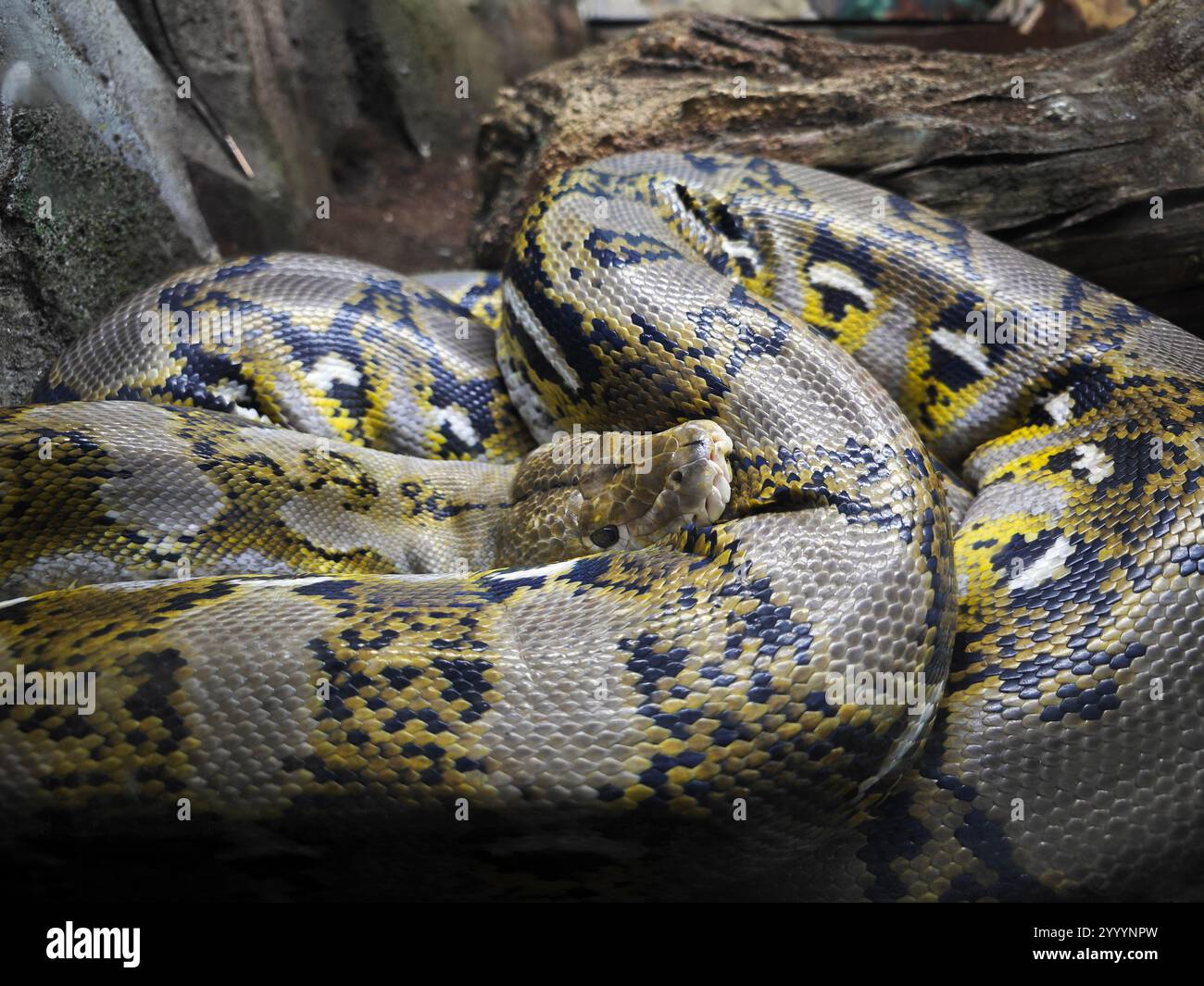 Python tail hi-res stock photography and images - Alamy
