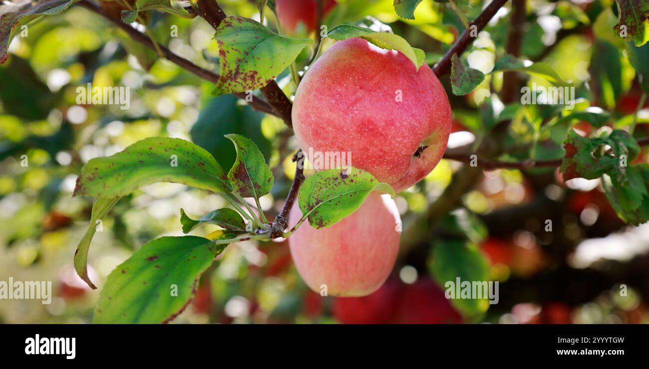 apples on the branches of an apple tree in the garden Stock Photo