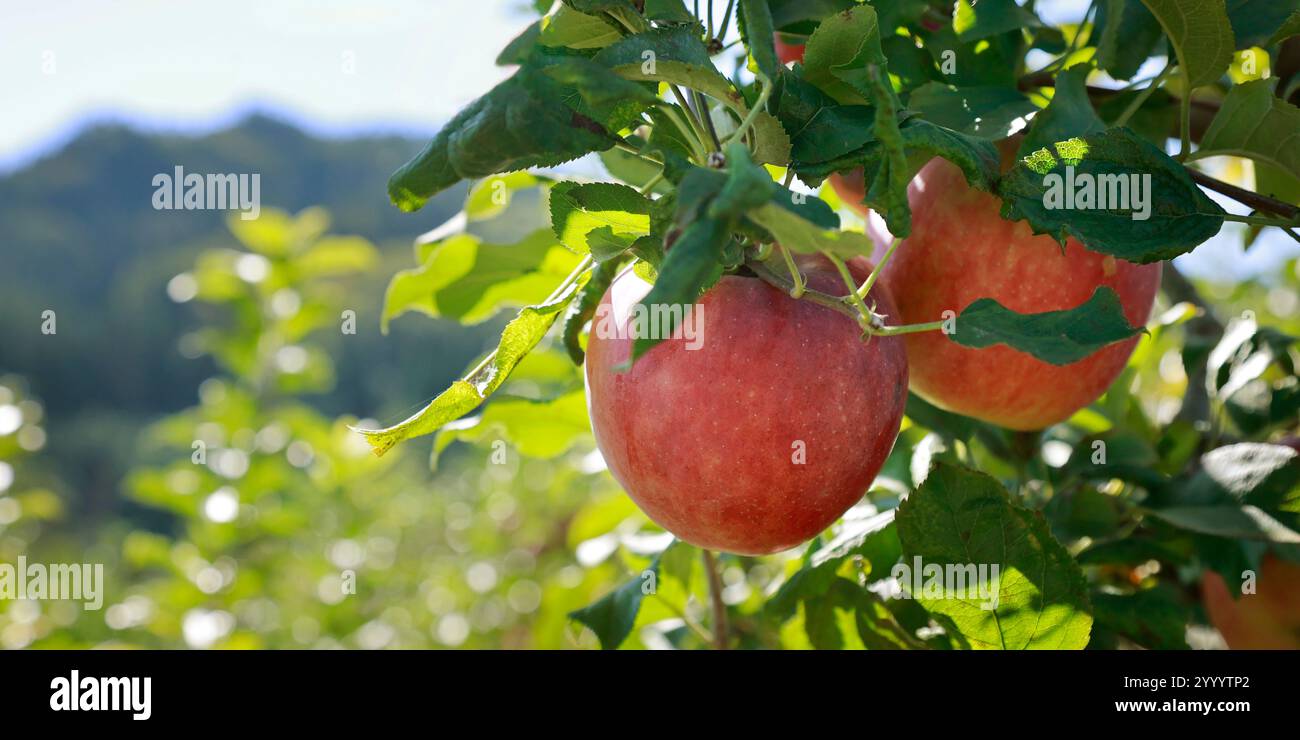 apples on the branches of an apple tree in the garden Stock Photo