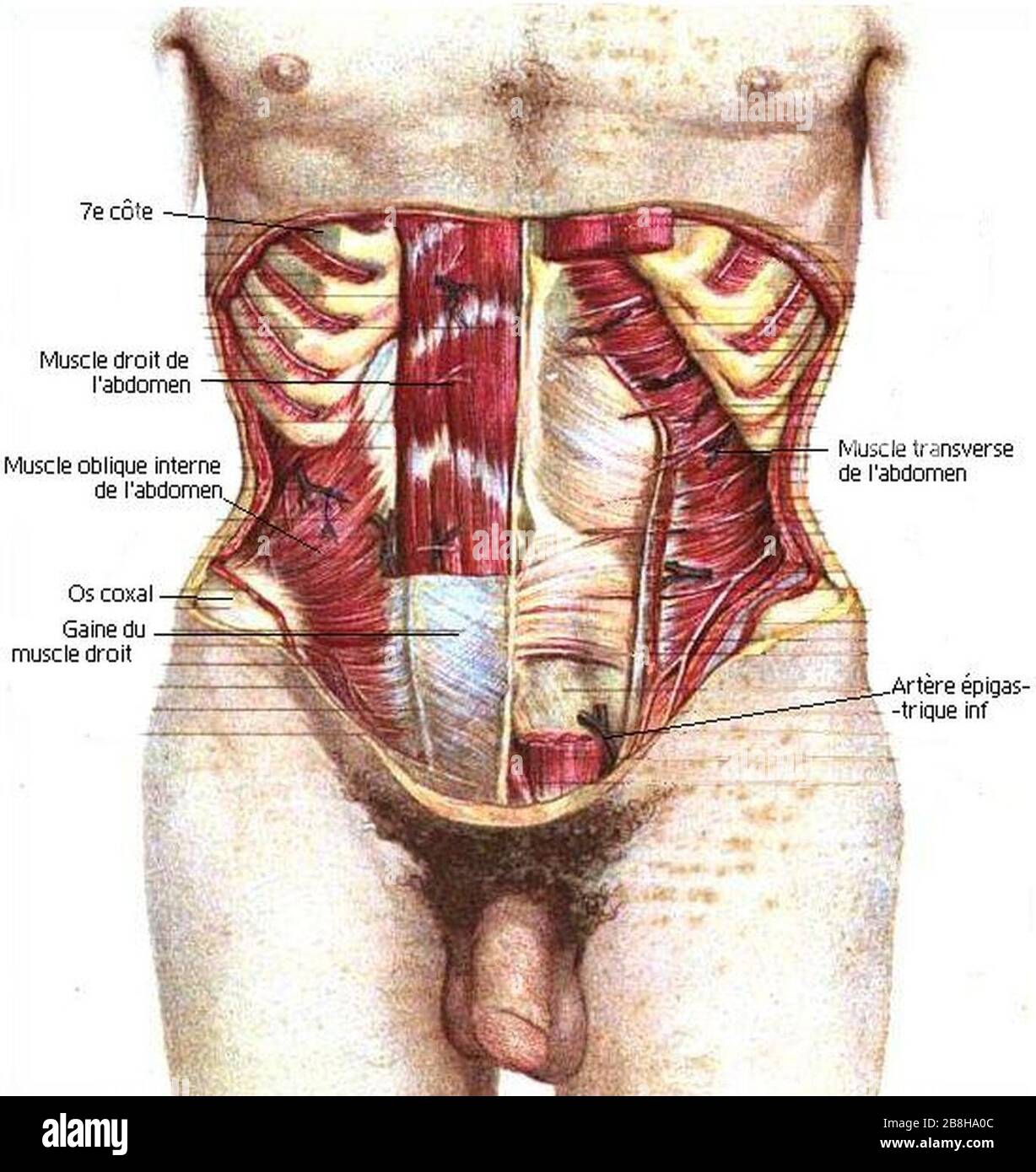 Анатомия живота