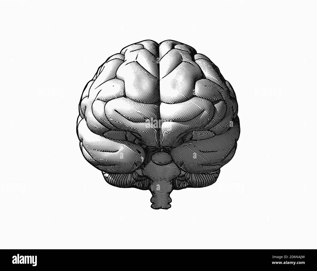 Человеческий мозг вид спереди