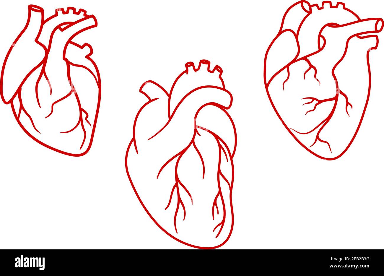Сердце анатомически контур