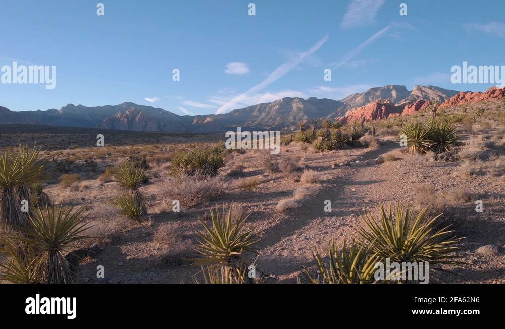 Red rock canyon las vegas wildflowers Stock Videos & Footage HD and