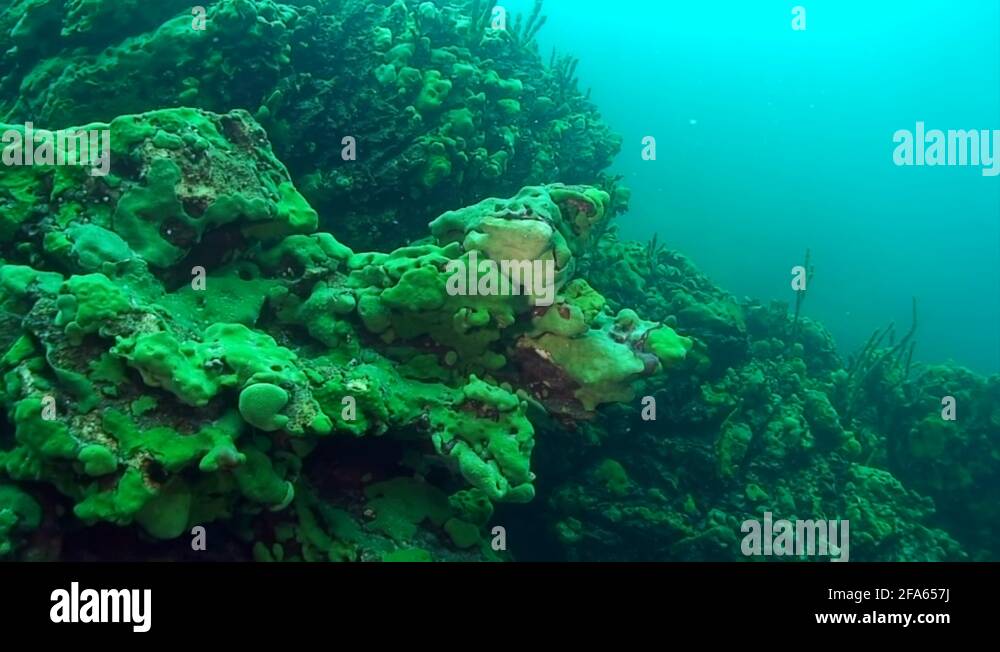 Closeup underwater endemic green sea sponge Porifera at bottom of Lake