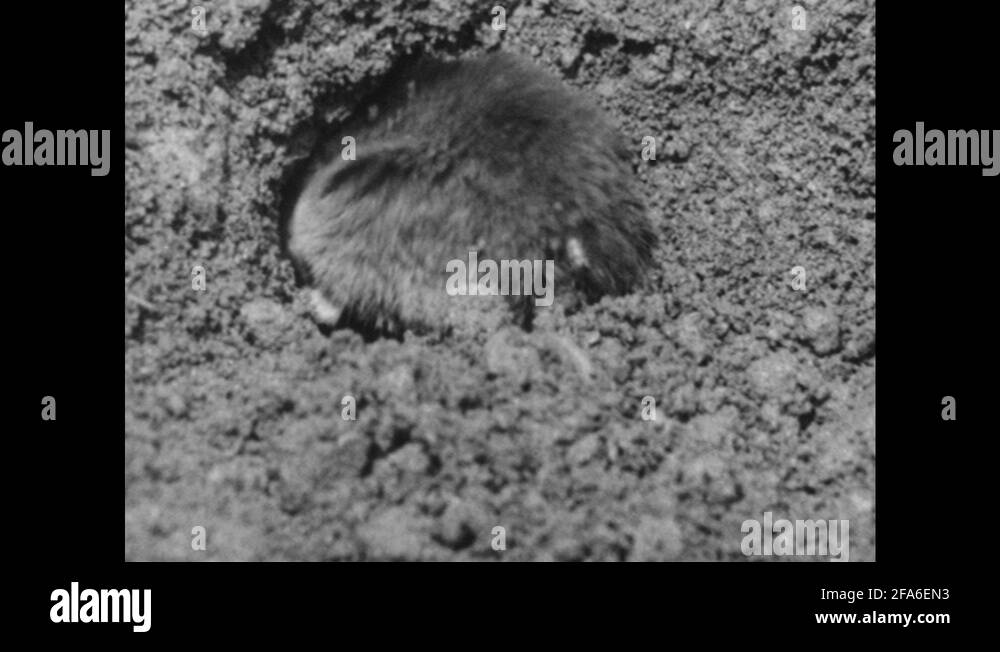 Pocket gopher Stock Videos & Footage HD and 4K Video Clips Alamy