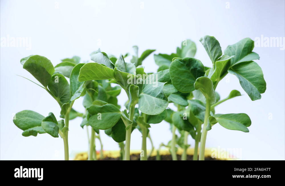 Seeds germination Stock Videos & Footage HD and 4K Video Clips Alamy