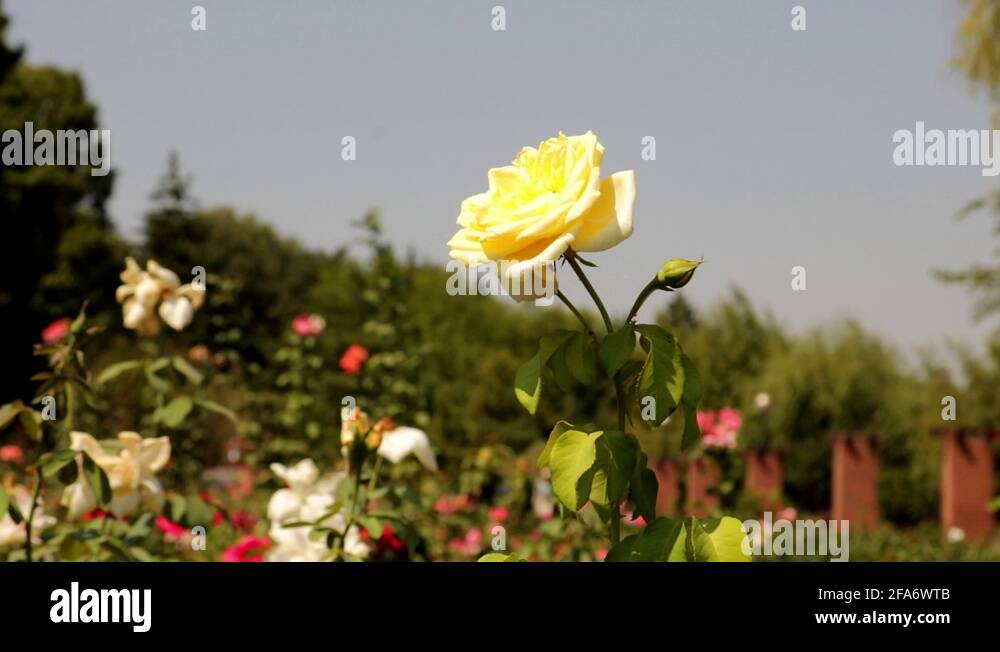 Summer rose flower Stock Videos & Footage - HD and 4K Video Clips - Alamy