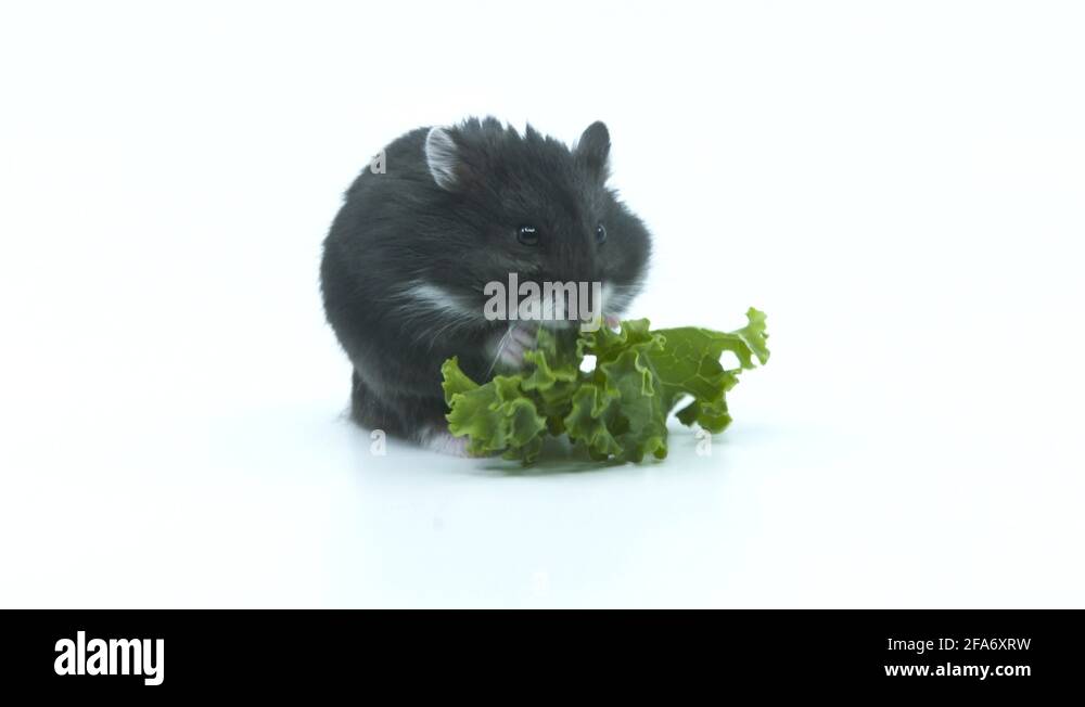 Mouse lettuce Stock Videos & Footage HD and 4K Video Clips Alamy