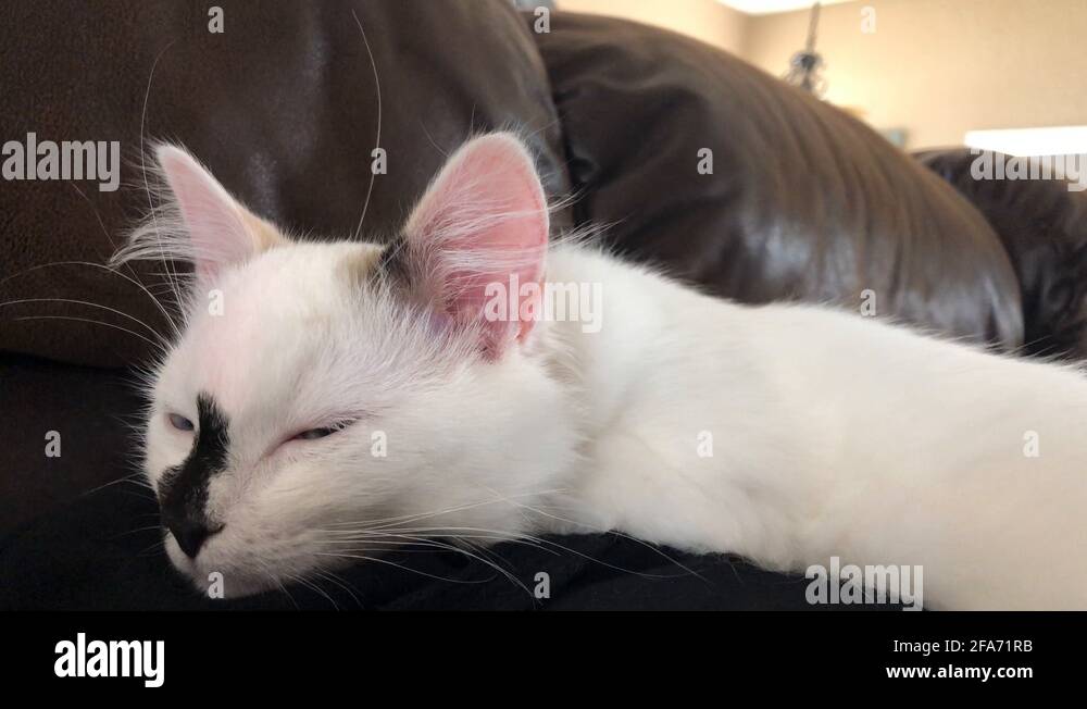 Kitten falling Stock Videos & Footage HD and 4K Video Clips Alamy