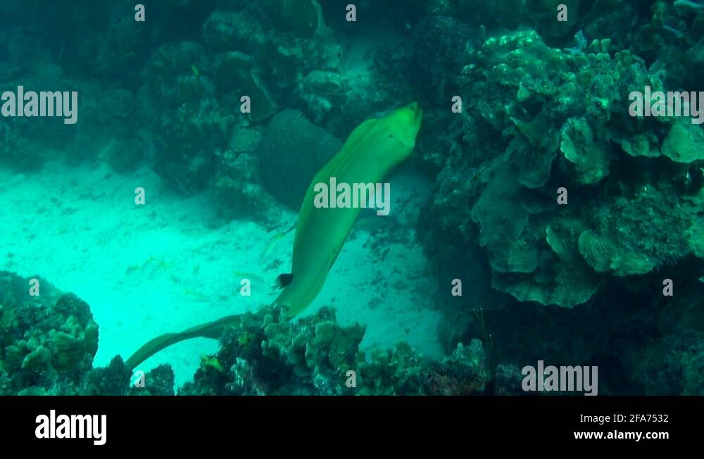 Moray ell Stock Videos & Footage HD and 4K Video Clips Alamy