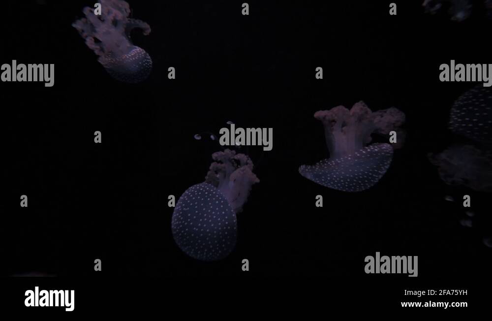 Jellyfish swimming known as Floating bell ,Australian spotted jellyfish ...