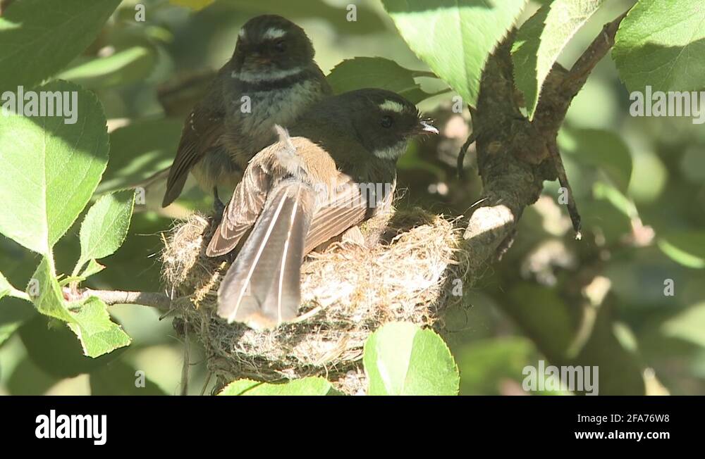 Fantails birds Stock Videos & Footage - HD and 4K Video Clips - Alamy
