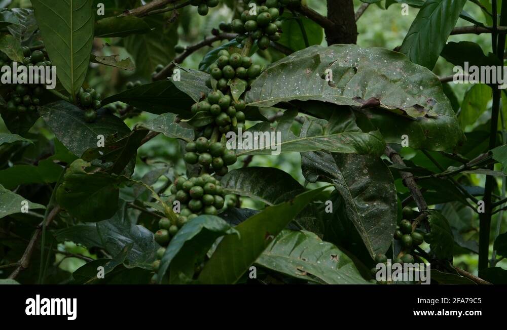 Uganda coffee beans Stock Videos & Footage HD and 4K Video Clips Alamy