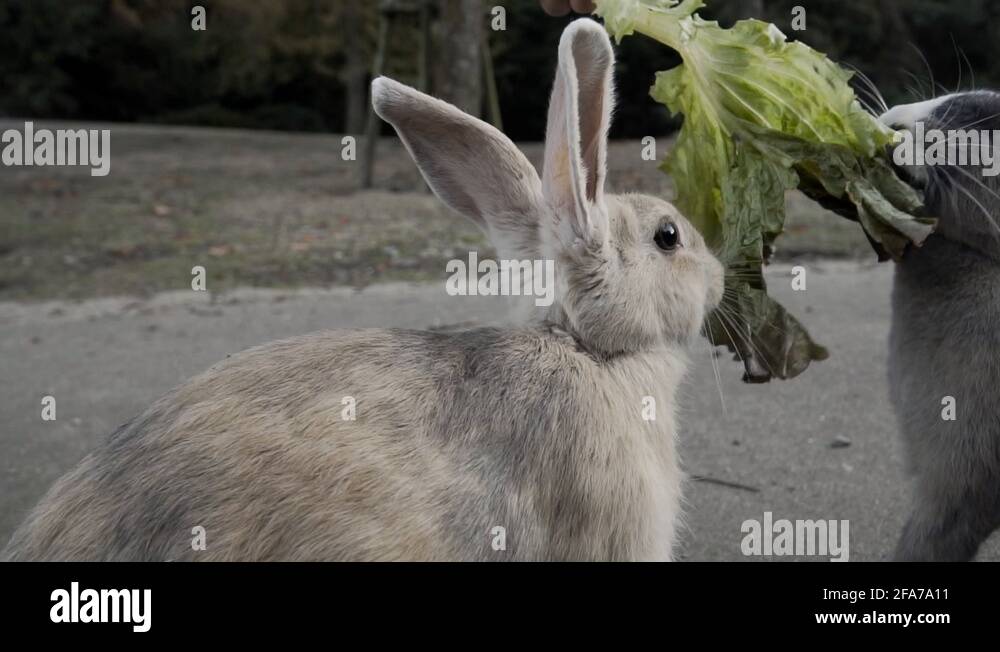 Rabbit island japan Stock Videos & Footage - HD and 4K Video Clips - Alamy