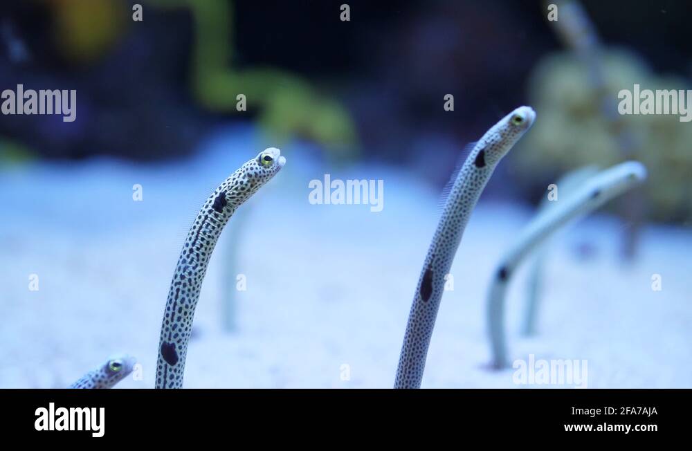 spotted garden eels and striped garden eel 4k Stock Video Footage Alamy
