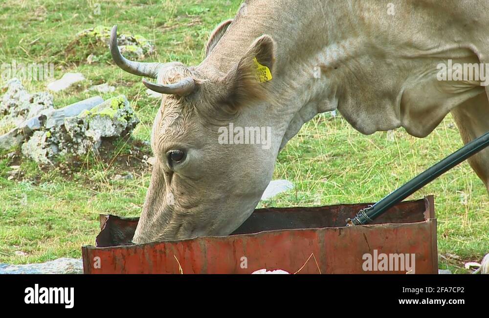 Cattle drinking water trough Stock Videos & Footage - HD and 4K Video ...