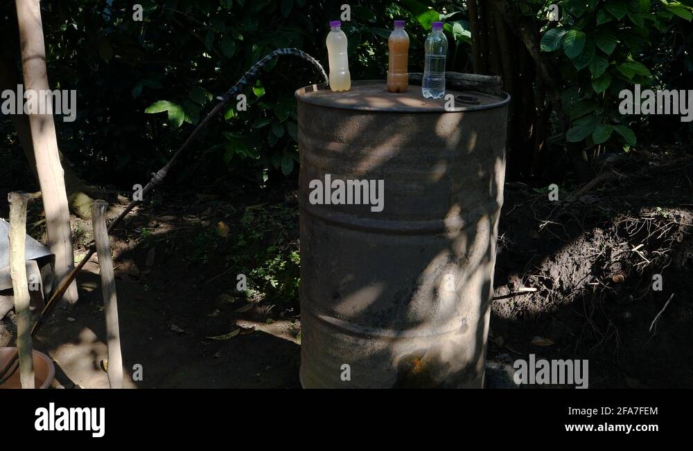 Banana gin Stock Videos & Footage HD and 4K Video Clips Alamy