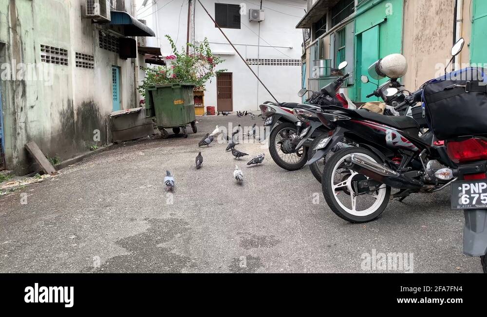 Malaysian pigeon Stock Videos & Footage HD and 4K Video Clips Alamy
