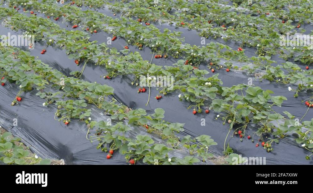 Fresh strawberry farm Stock Video Footage Alamy