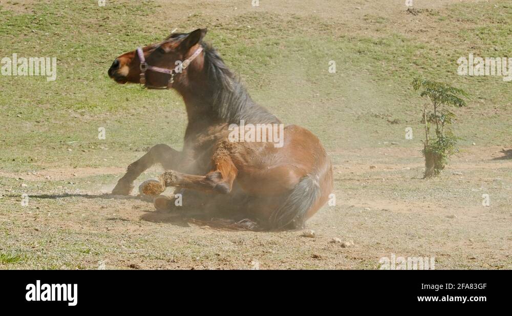 Horses lying down Stock Videos & Footage HD and 4K Video Clips Alamy