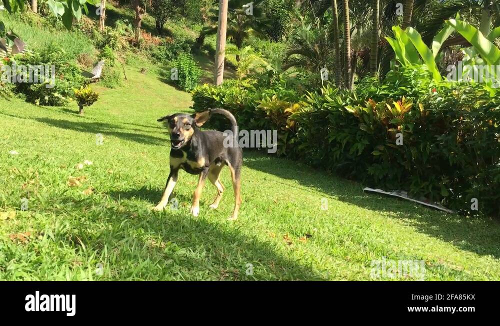 Black dog barking Stock Videos & Footage HD and 4K Video Clips Alamy