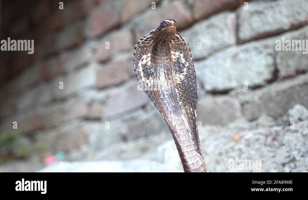 Indian cobra snake Stock Videos & Footage - HD and 4K Video Clips - Alamy