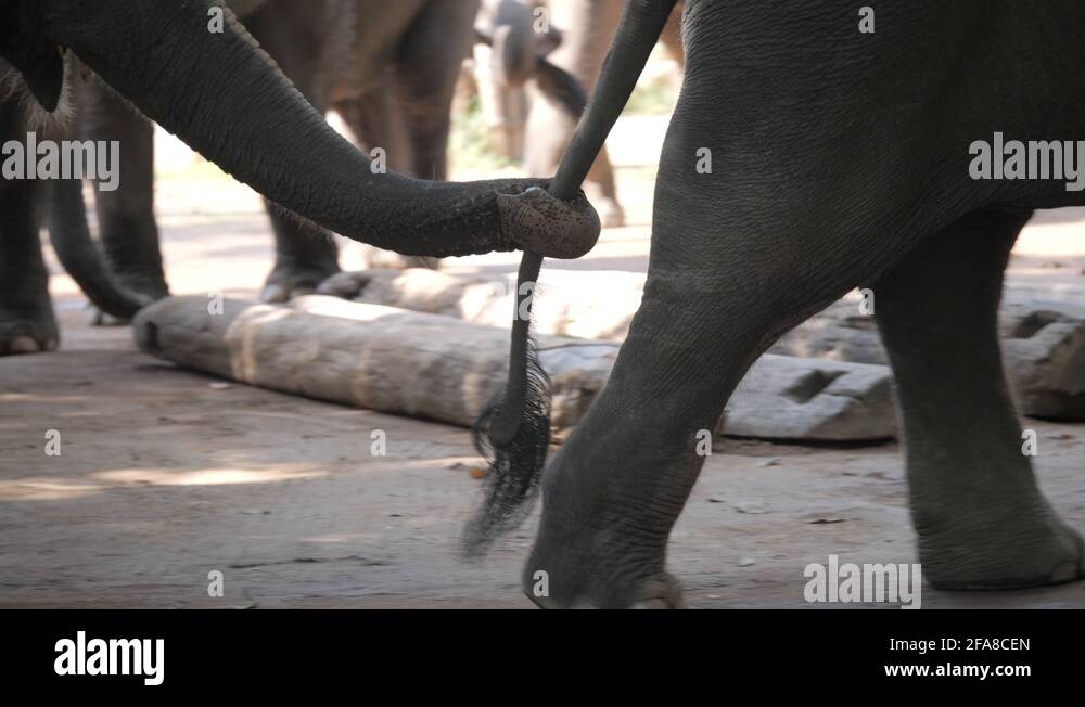Elephants trunk thailand Stock Videos & Footage HD and 4K Video Clips