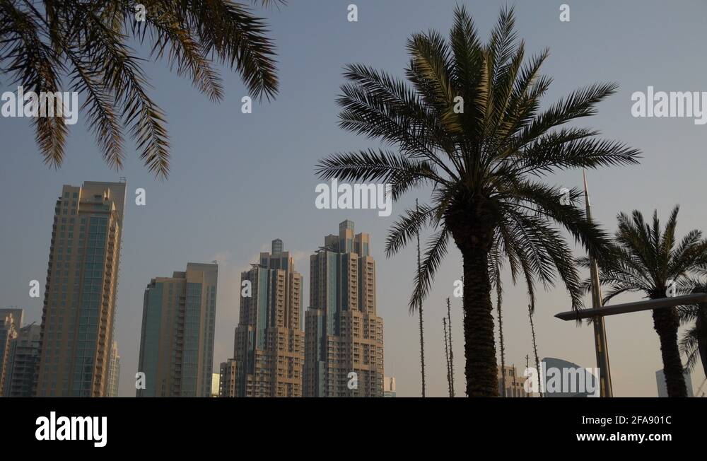 Skyscrapers and palm trees in Dubai Stock Video Footage Alamy