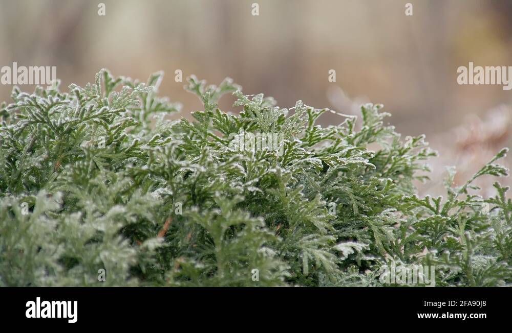 Shrub with frost Stock Videos & Footage HD and 4K Video Clips Alamy