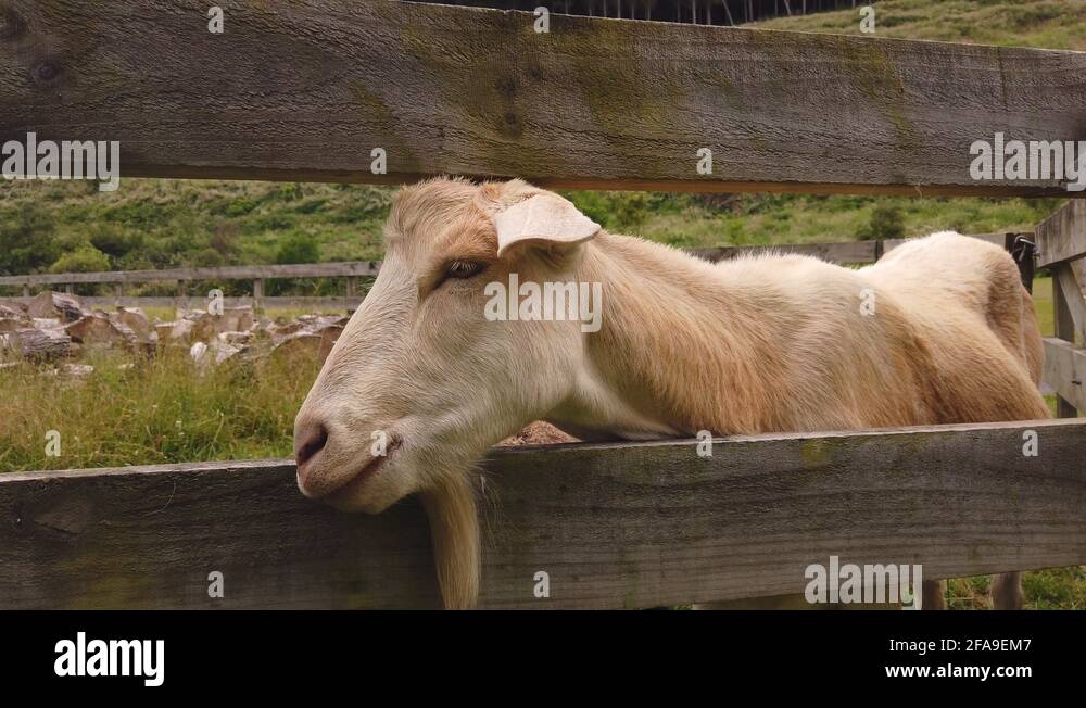Head stuck in fence Stock Videos & Footage HD and 4K Video Clips Alamy