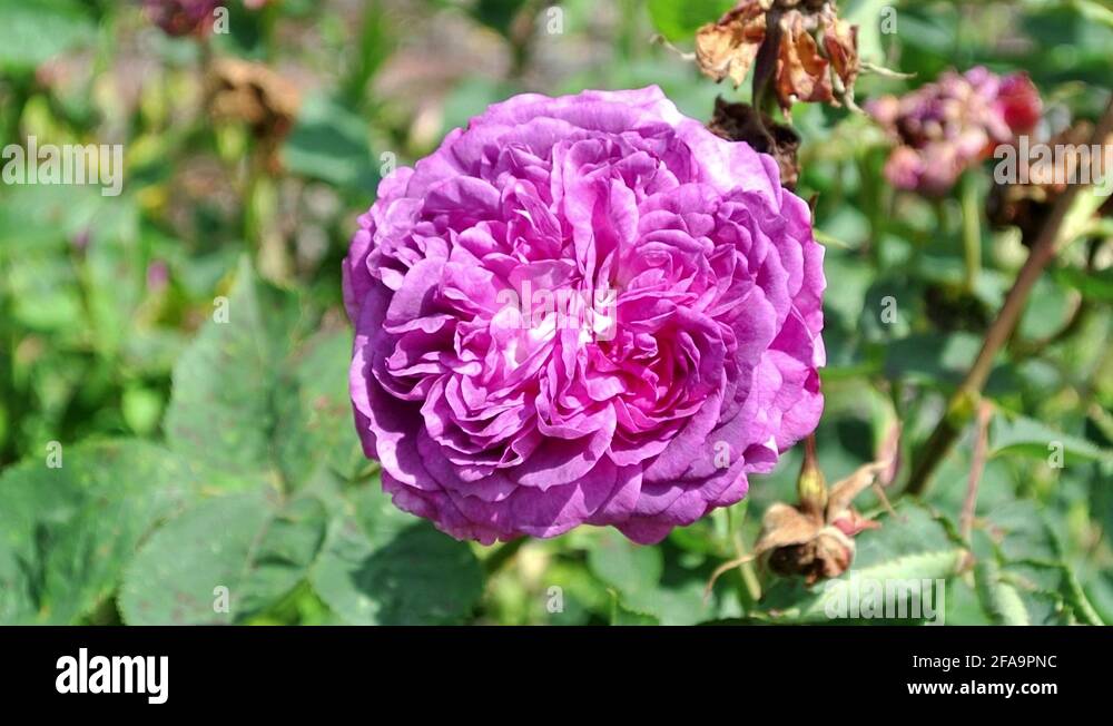 Hardy shrub rose Stock Videos & Footage HD and 4K Video Clips Alamy