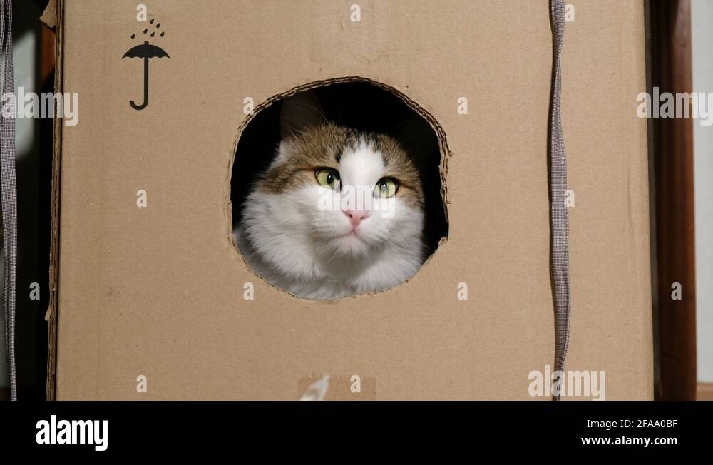 Cardboard nose Stock Videos & Footage HD and 4K Video Clips Alamy