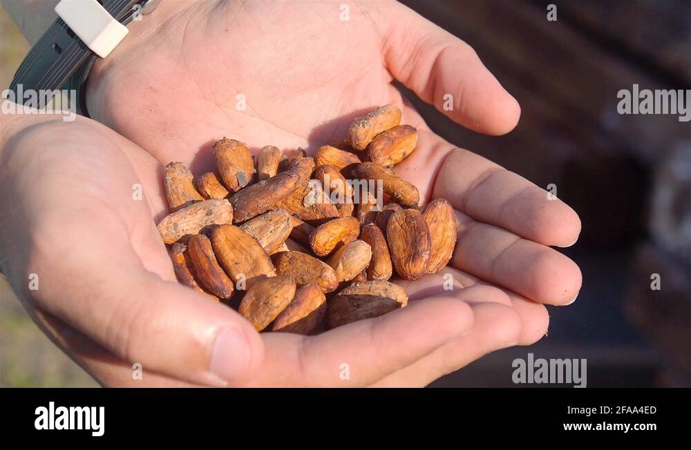 Trees seed pods pod beans Stock Videos & Footage HD and 4K Video Clips Alamy