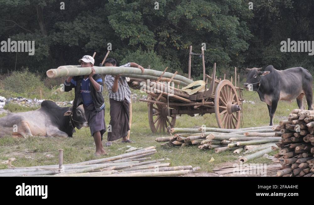 Burma bullock cart Stock Videos & Footage HD and 4K Video Clips Alamy