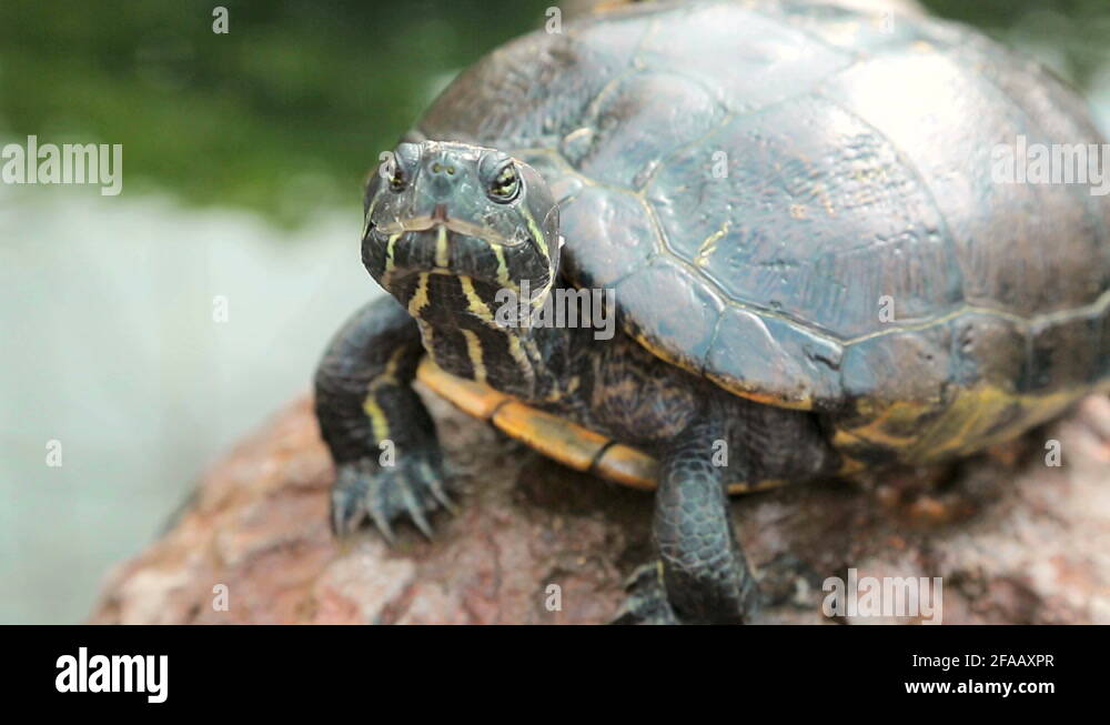 черепаха сидит