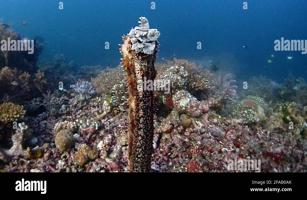 Coral spawn aquarium Stock Videos & Footage - HD and 4K Video Clips - Alamy