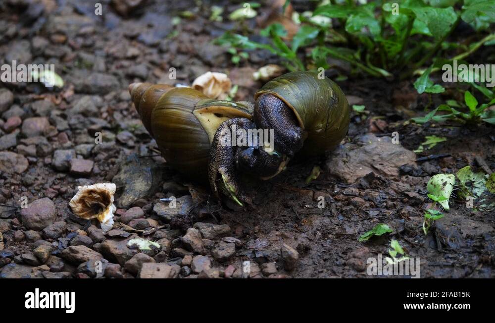 Snails mating Stock Videos & Footage HD and 4K Video Clips Alamy