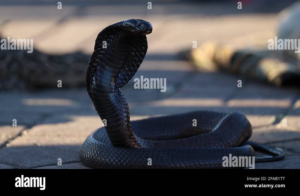 Striking cobra Stock Videos & Footage - HD and 4K Video Clips - Alamy