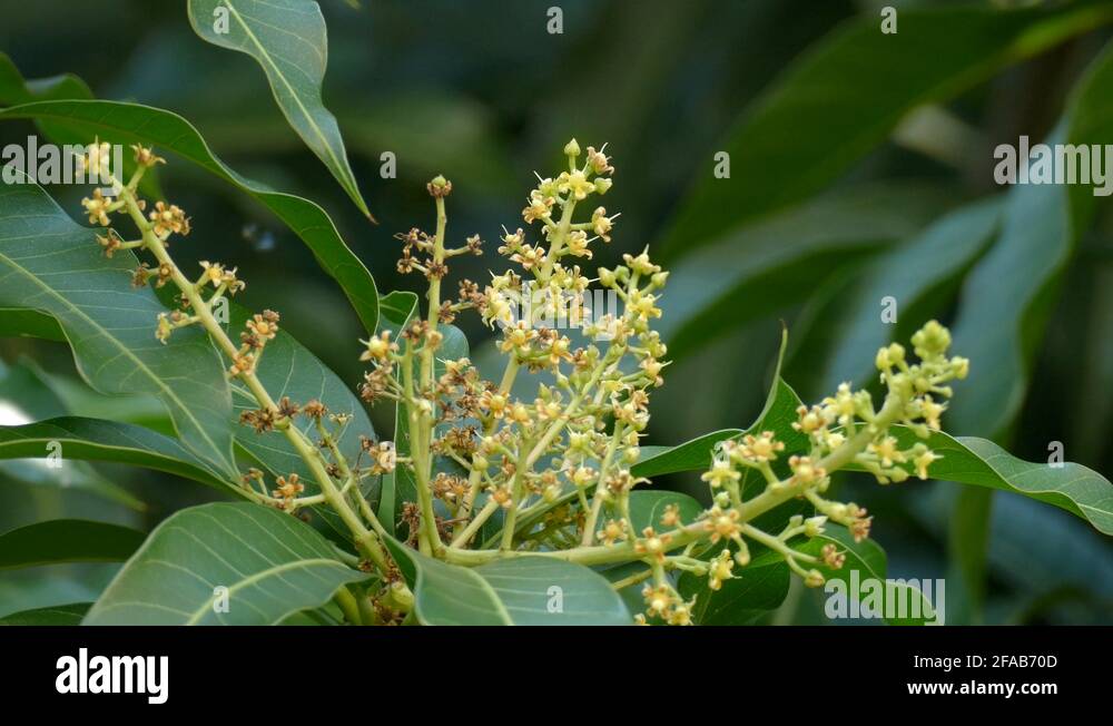 Baby mango tree Stock Videos & Footage HD and 4K Video Clips Alamy