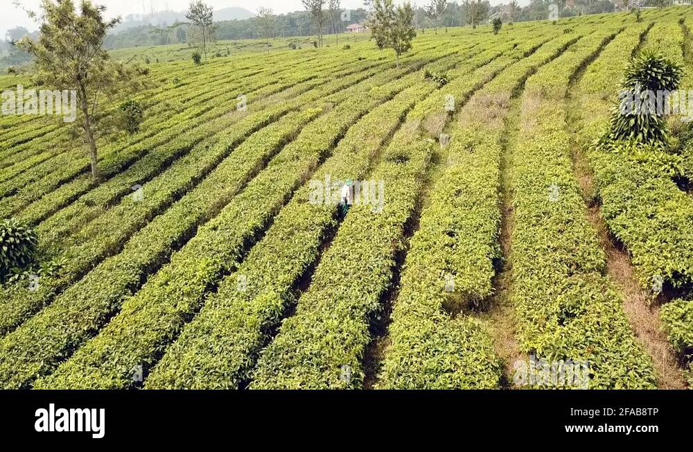 Tea plantation java indonesia Stock Videos & Footage HD and 4K Video