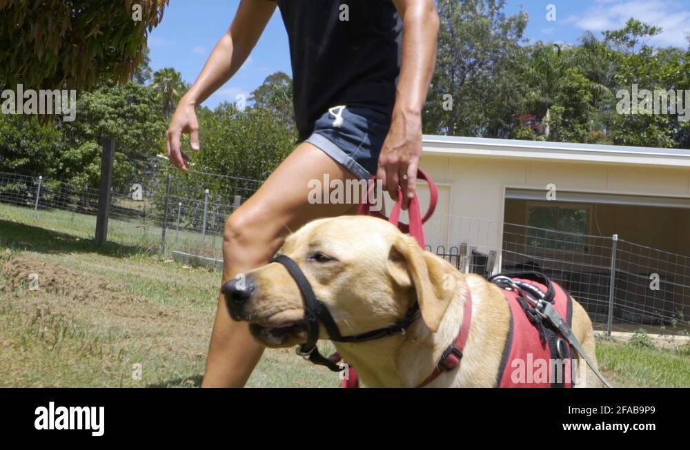 Dog trainer classes grossfinal