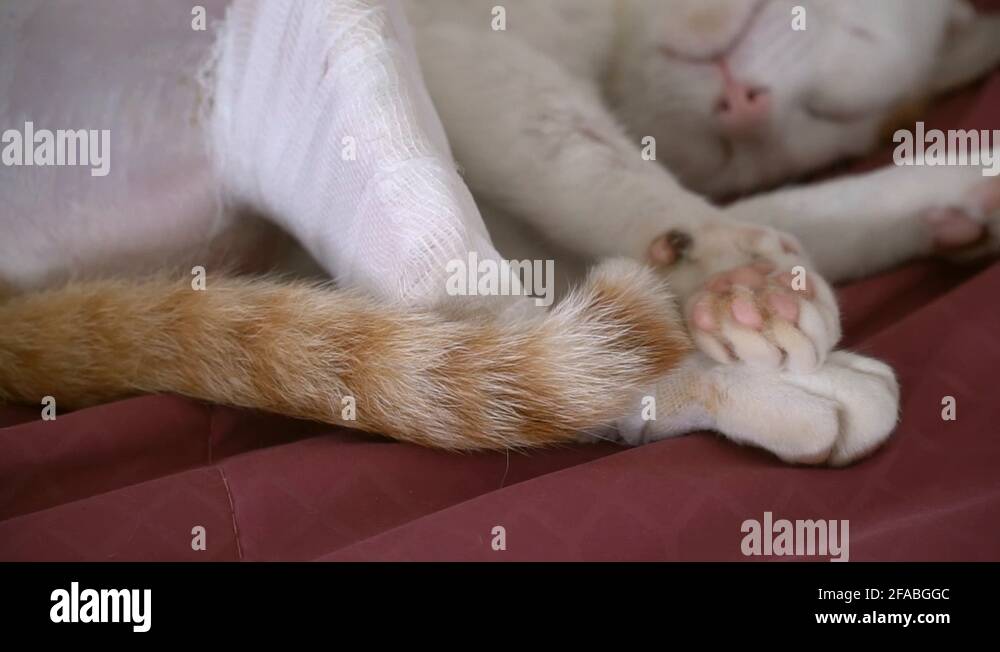 Cat broken leg Stock Videos & Footage HD and 4K Video Clips Alamy