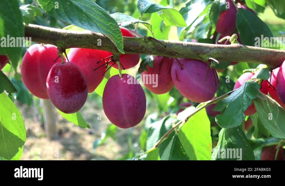 Victoria plum orchard Stock Videos & Footage HD and 4K Video Clips